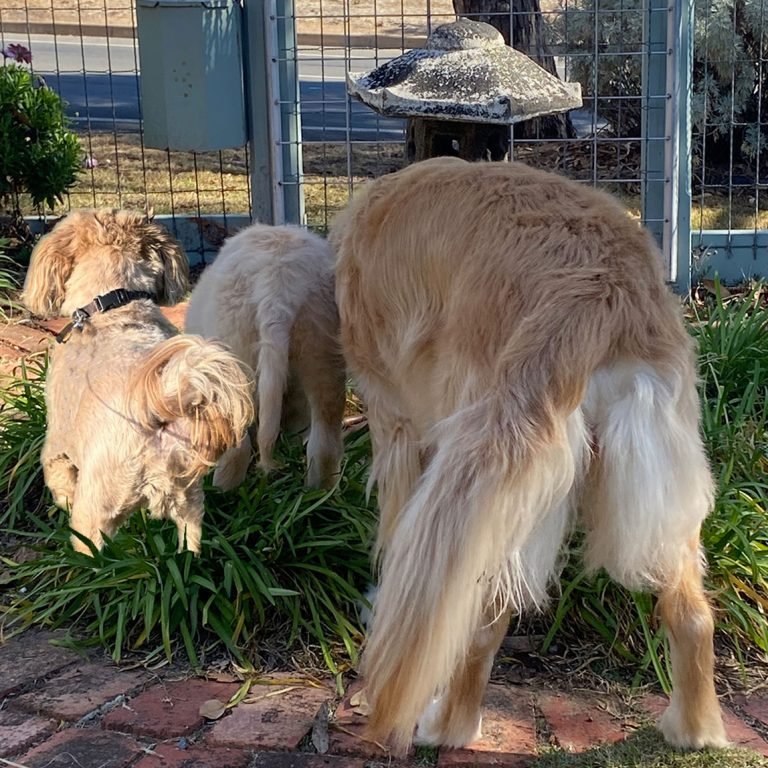 The Adventures of Benji - Around the World on Wednesday - Sense of Whimsy