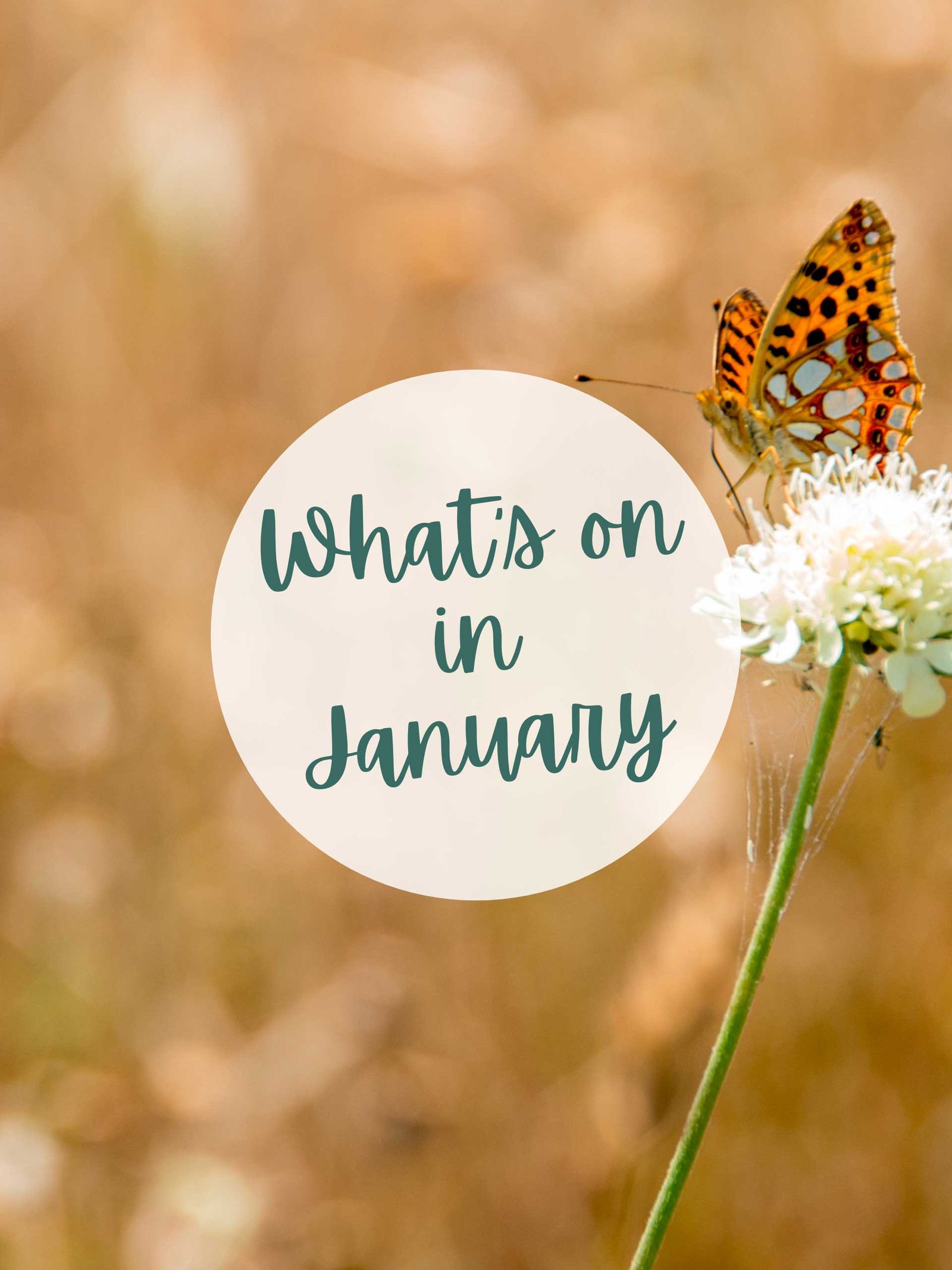 January Jottings …